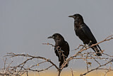 Image. Cape Crow