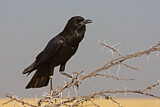 Image. Cape Crow