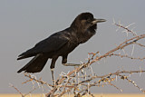 Image. Cape Crow