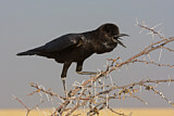 Image. Cape Crow
