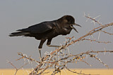 Image. Cape Crow