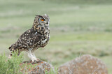 Image. Cape Eagle-Owl