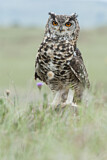 Image. Cape Eagle-Owl