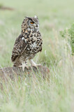 Image. Cape Eagle-Owl