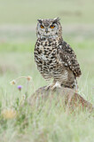 Image. Cape Eagle-Owl