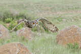 Image. Cape Eagle-Owl