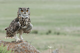 Image. Cape Eagle-Owl
