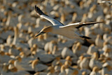Image. Cape Gannet