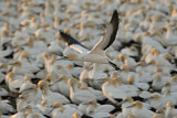 Image. Cape Gannet