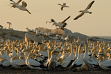 Image. Cape Gannet