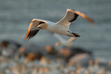Image. Cape Gannet