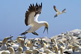 Image. Cape Gannet