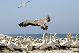 Image. Cape Gannet