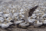 Image. Cape Gannet