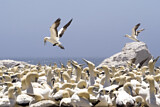Image. Cape Gannet