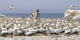 Image. Cape Gannet