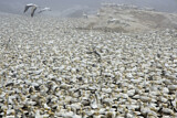 Image. Cape Gannet