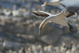 Image. Cape Gannet