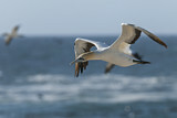 Image. Cape Gannet