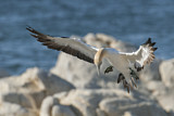 Image. Cape Gannet