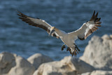 Image. Cape Gannet