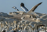 Image. Cape Gannet