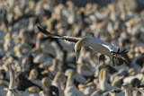 Image. Cape Gannet