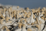Image. Cape Gannet