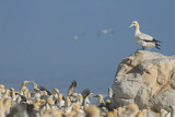 Image. Cape Gannet
