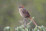 Image. Cape Grassbird