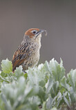 Image. Cape Grassbird