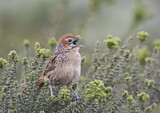 Image. Cape Grassbird