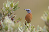 Image. Cape Rock Thrush