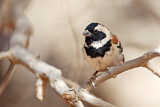 Image. Cape Sparrow