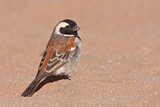Image. Cape Sparrow