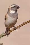Image. Cape Sparrow