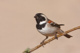 Image. Cape Sparrow