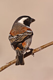 Image. Cape Sparrow
