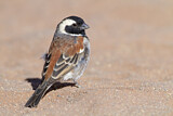 Image. Cape Sparrow
