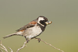 Image. Cape Sparrow