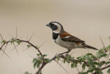 Image. Cape Sparrow
