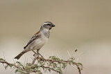 Image. Cape Sparrow