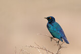 Image. Cape Starling