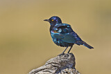 Image. Cape Starling