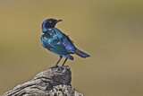 Image. Cape Starling