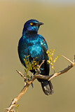 Image. Cape Starling