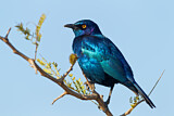 Image. Cape Starling