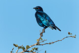 Image. Cape Starling