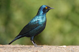 Image. Cape Starling