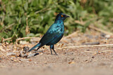 Image. Cape Starling